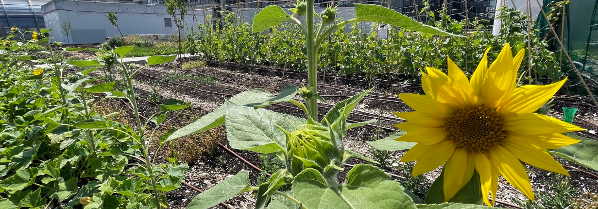 gt-2026-vp-du-sol-a-assiette